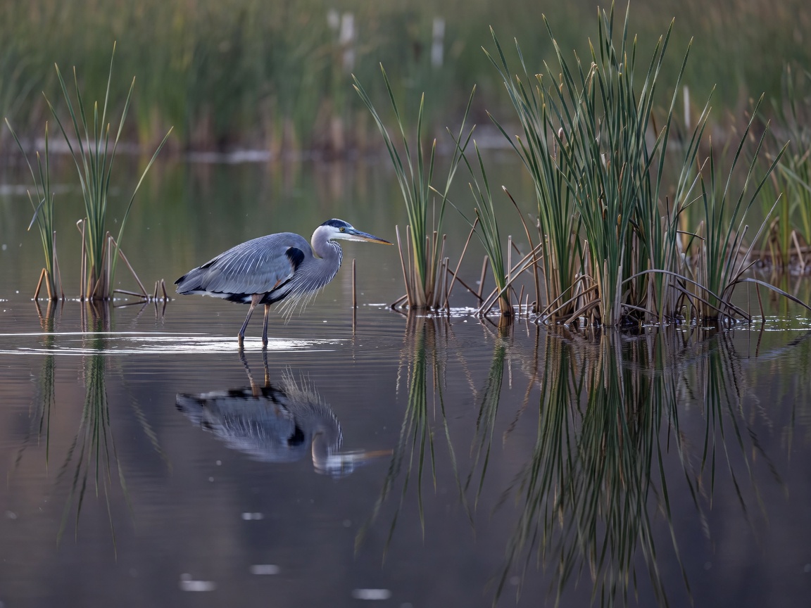 Heron wading slowly among reeds with a mirrored reflection, background softly blurred